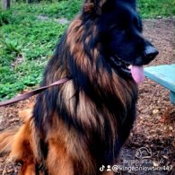 German Shepherd (Alsatian)