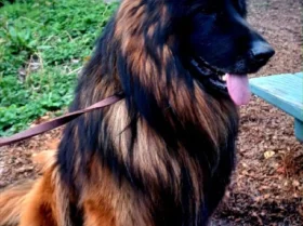 German Shepherd (Alsatian)
