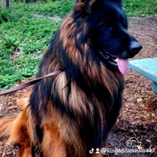 German Shepherd (Alsatian)