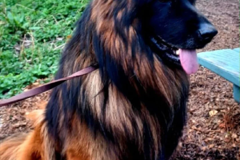 German Shepherd (Alsatian)