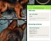 German Shepherd (Alsatian)