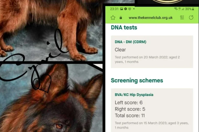 German Shepherd (Alsatian)