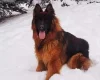 German Shepherd (Alsatian)