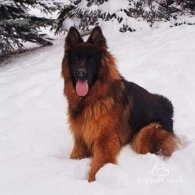 German Shepherd (Alsatian)