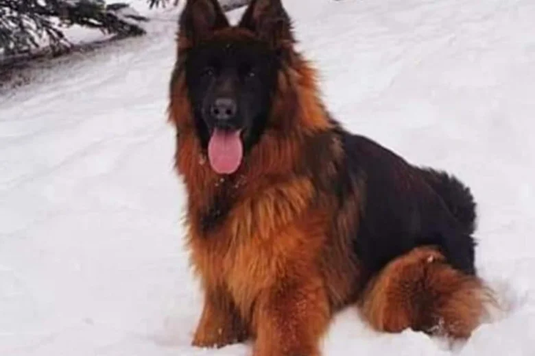 German Shepherd (Alsatian)