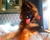 German Shepherd (Alsatian)