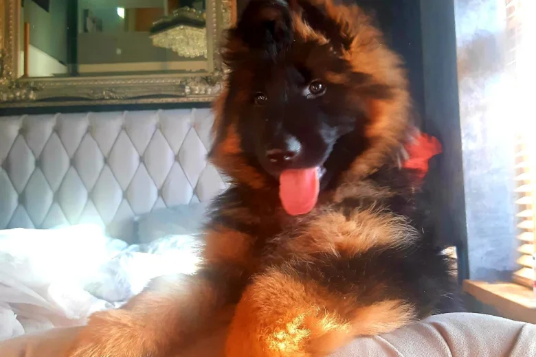 German Shepherd (Alsatian)