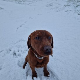 Labrador Retriever