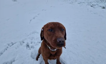 Labrador Retriever