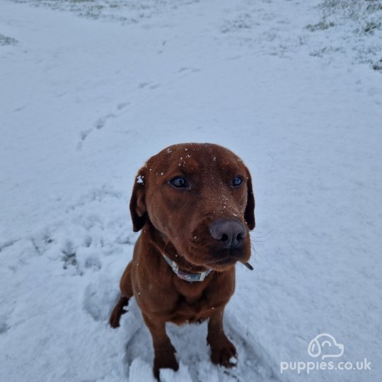 Labrador Retriever