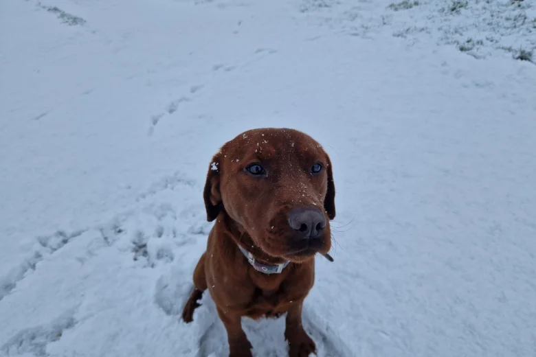 Labrador Retriever