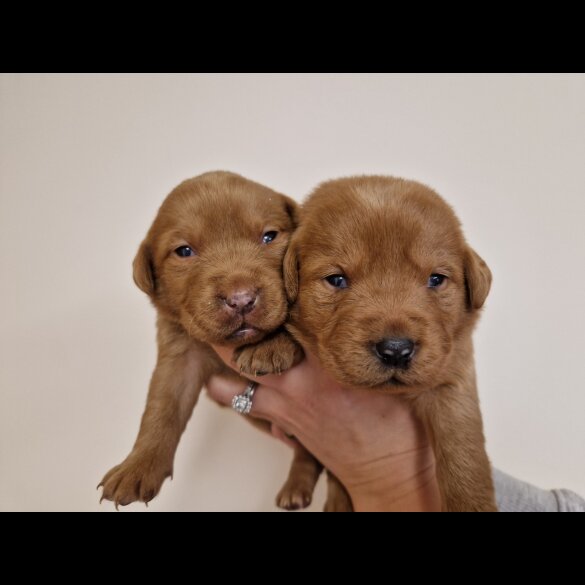 Labrador Retriever