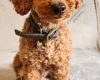 Toy Poodle