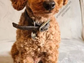 Toy Poodle