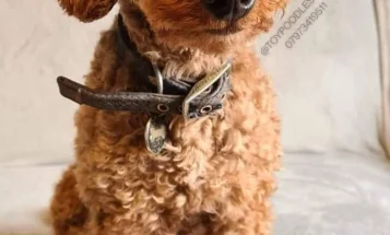 Toy Poodle