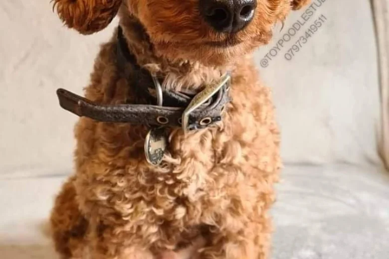 Toy Poodle