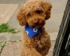 Toy Poodle