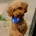 Toy Poodle