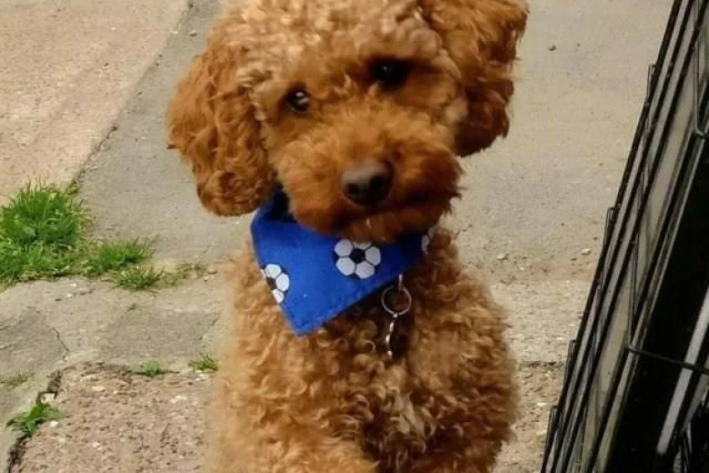 Toy Poodle