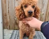 Toy Poodle