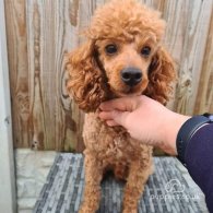 Toy Poodle