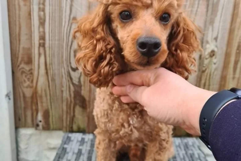 Toy Poodle