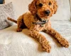 Toy Poodle