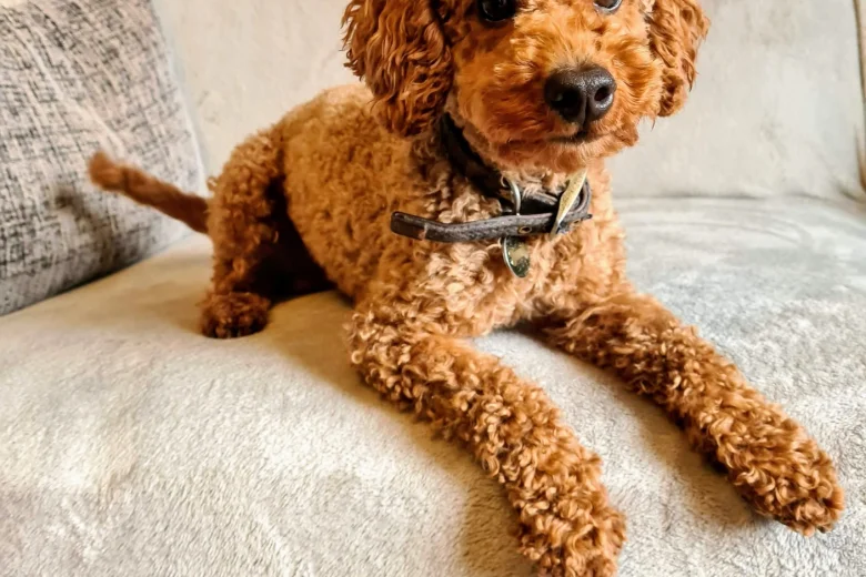Toy Poodle