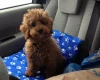 Toy Poodle