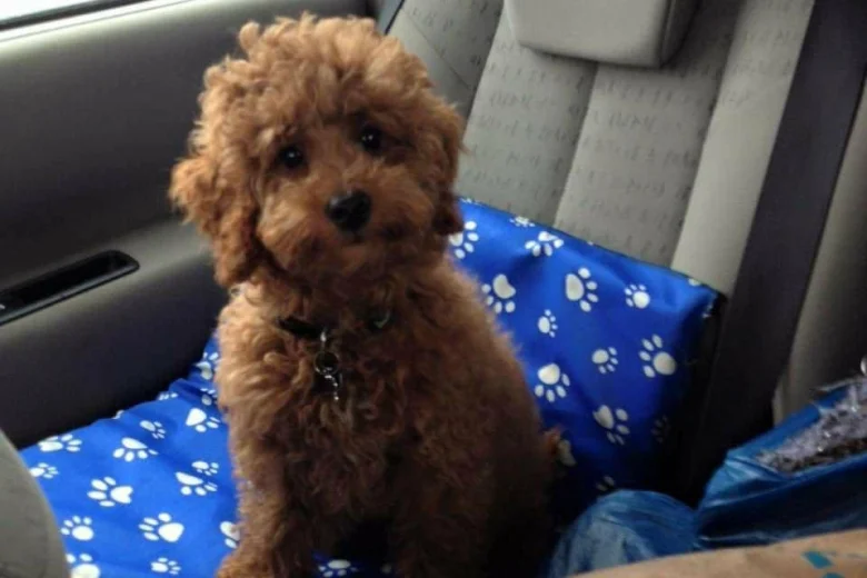 Toy Poodle
