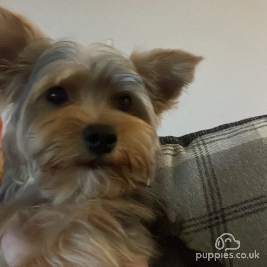 Yorkshire Terrier