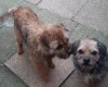 Border Terrier