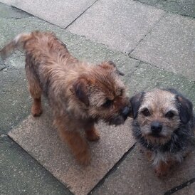 Border Terrier