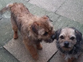 Border Terrier
