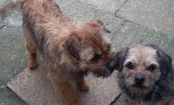 Border Terrier