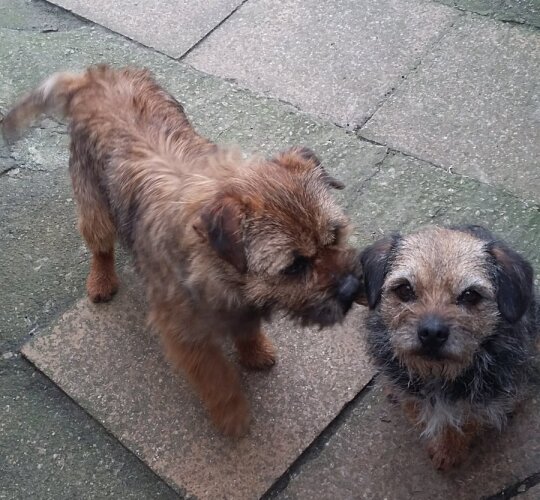 Border Terrier