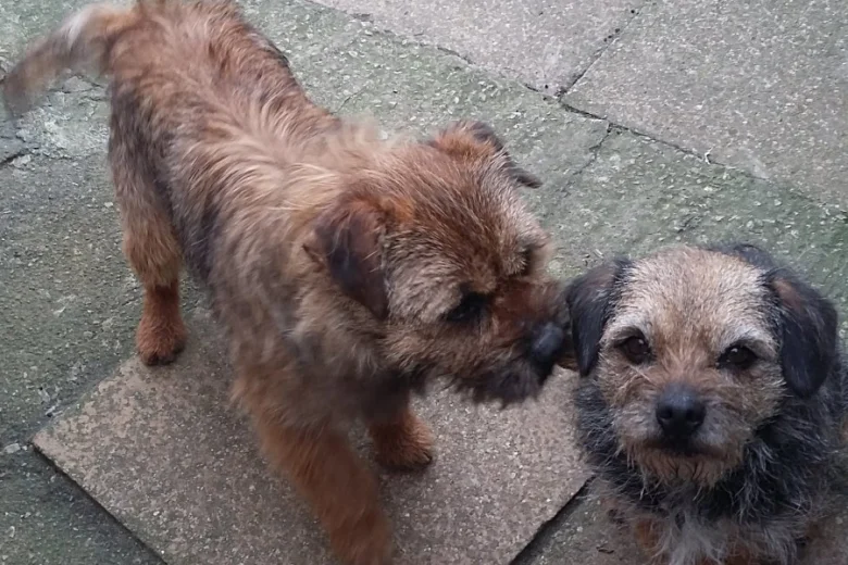 Border Terrier