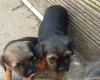 Border Terrier