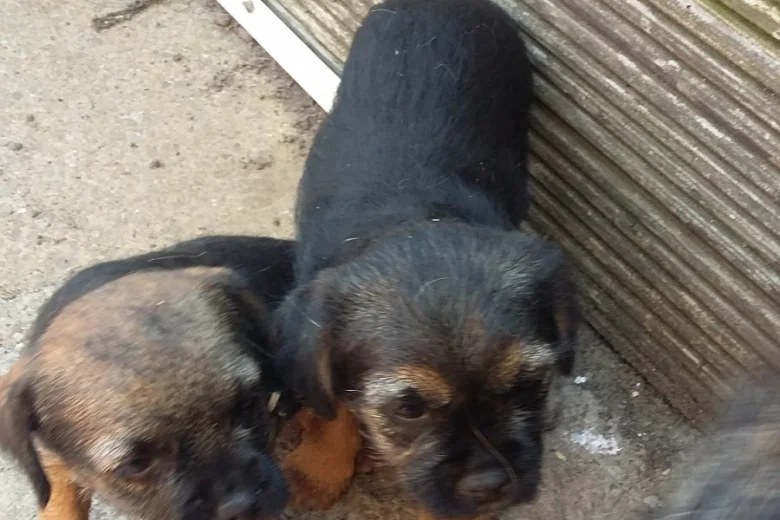 Border Terrier