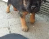 Border Terrier