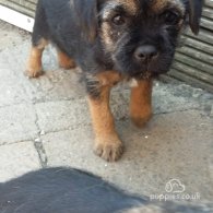 Border Terrier