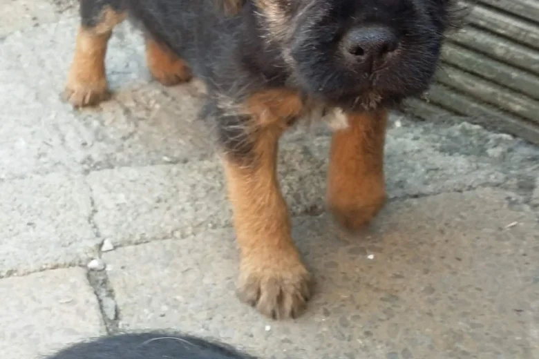 Border Terrier