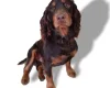 Cocker Spaniel (Show)