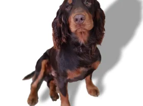 Cocker Spaniel (Show)