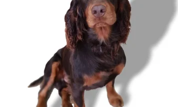 Cocker Spaniel (Show)