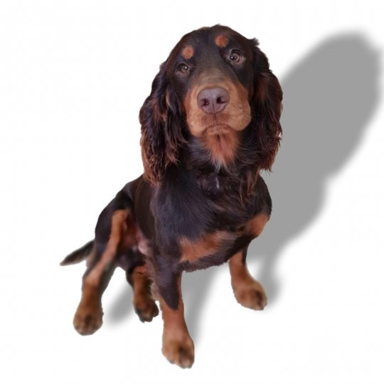 Cocker Spaniel (Working & Show)