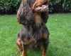 Cocker Spaniel (Show)