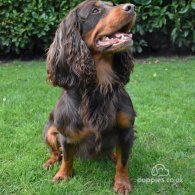 Cocker Spaniel (Working & Show)