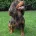 Cocker Spaniel (Show)