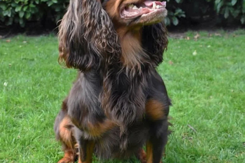 Cocker Spaniel (Show)